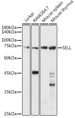 ABclonal Technology&nbsp;CD62L/L-Selectin Rabbit pAb