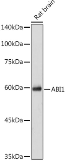ABclonal Technology&nbsp;ABI1 Rabbit pAb