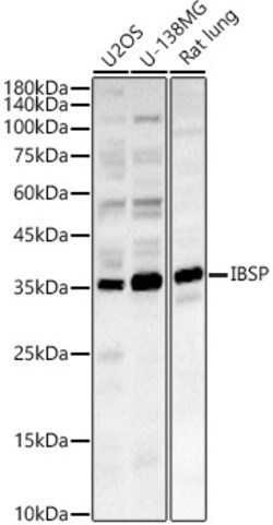 ABclonal Technology&nbsp;IBSP Rabbit pAb