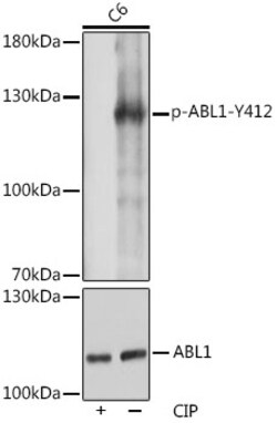 ABclonal Technology&nbsp;Phospho-c-Abl-Y412 Rabbit pAb