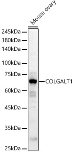 ABclonal Technology&nbsp;COLGALT1 Rabbit pAb