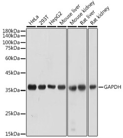 ABclonal Technology&nbsp;GAPDH Rabbit pAb
