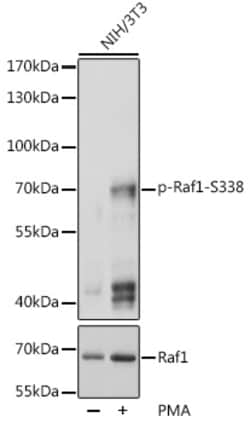 ABclonal Technology&nbsp;Phospho-Raf1-S338 Rabbit pAb