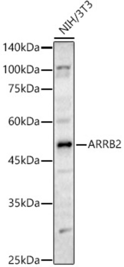 ABclonal Technology&nbsp;ARRB2 Rabbit pAb