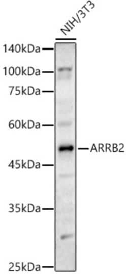 ABclonal Technology&nbsp;ARRB2 Rabbit pAb