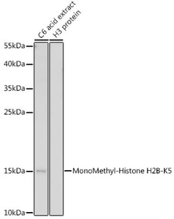 MonoMethyl-Histone H2B-K5 Rabbit pAb