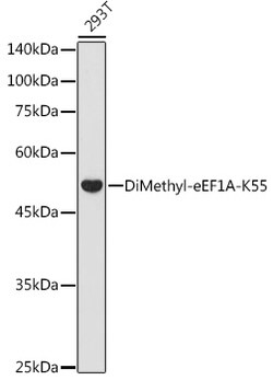 ABclonal Technology&nbsp;DiMethyl-eEF1A-K55 Rabbit pAb