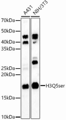 ABclonal Technology&nbsp;H3Q5ser Rabbit pAb