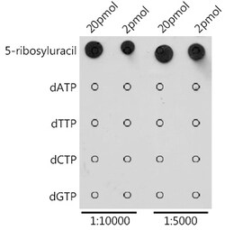 Pseudouridine / 5-ribosyluracil Rabbit pAb