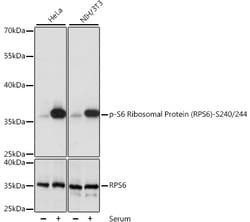 ABclonal Technology&nbsp;Phospho-S6 Ribosomal Protein (RPS6)-S240/244 Rabbit pAb