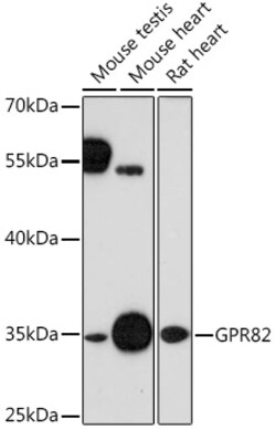 ABclonal Technology&nbsp;GPR82 Rabbit pAb