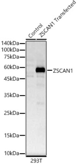 ABclonal Technology&nbsp;ZSCAN1 Rabbit pAb