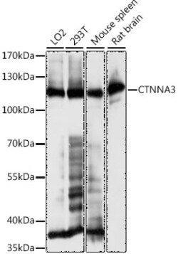 ABclonal Technology&nbsp;CTNNA3 Rabbit pAb