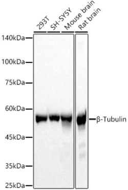 ABclonal Technology&nbsp;β-Tubulin Rabbit pAb
