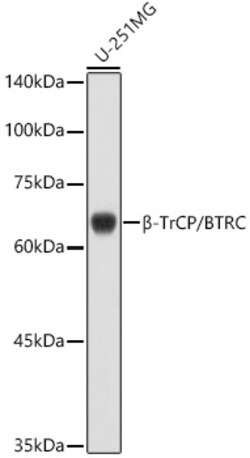 ABclonal Technology&nbsp;β-TrCP/BTRC Rabbit pAb