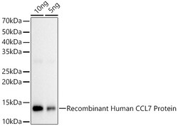 ABclonal Technology&nbsp;CCL7 Rabbit pAb