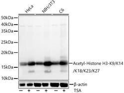 ABclonal Technology Acetyl-Histone H3-K9/K14/K18/K23/K27 Rabbit pAb