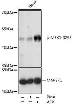 ABclonal Technology&nbsp;Phospho-MEK1-S298 Rabbit pAb