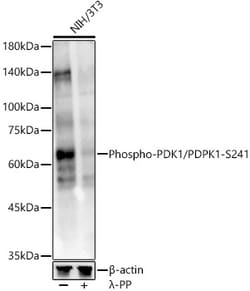 ABclonal Technology&nbsp;Phospho-PDK1/PDPK1-S241 Rabbit pAb