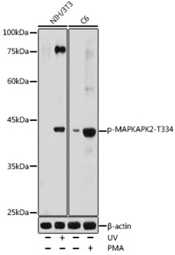 ABclonal Technology&nbsp;Phospho-MAPKAPK-2/MK2-T334 Rabbit pAb