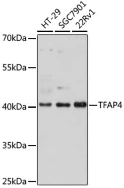 ABclonal Technology&nbsp;[KO Validated] TFAP4 Rabbit pAb