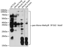 ABclonal Technology&nbsp;pan-Mono-MethylR（R*GG）Motif Rabbit pAb