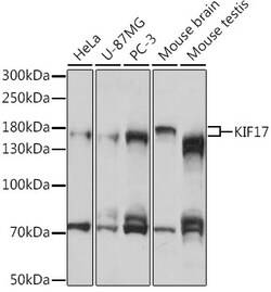 ABclonal Technology&nbsp;KIF17 Rabbit pAb