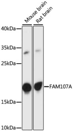 ABclonal Technology&nbsp;FAM107A Rabbit pAb