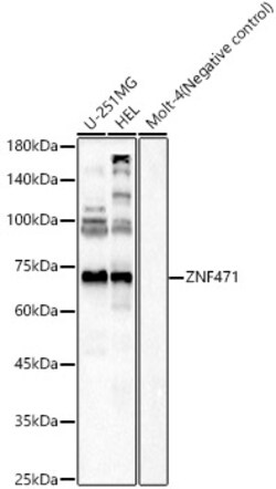ABclonal Technology&nbsp;ZNF471 Rabbit pAb