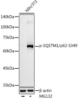 ABclonal Technology&nbsp;Phospho-SQSTM1/p62-S349 Rabbit pAb