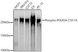 ABclonal Technology&nbsp;Phospho-POLR2A CTD-T4 Rabbit pAb