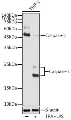 ABclonal Technology&nbsp;Caspase-1 Rabbit pAb