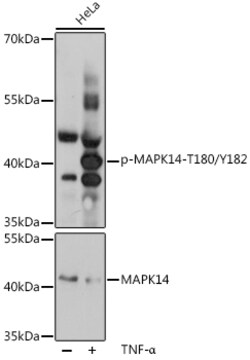 ABclonal Technology&nbsp;Phospho-p38 MAPK-T180/Y182 Rabbit pAb