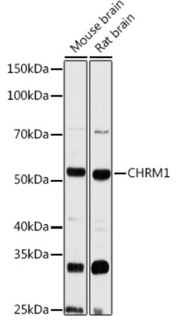 ABclonal Technology&nbsp;CHRM1 Rabbit pAb