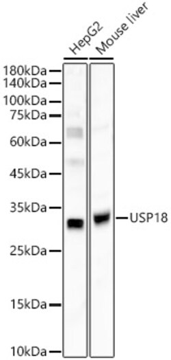 ABclonal Technology&nbsp;USP18 Rabbit pAb