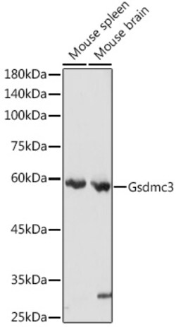 ABclonal Technology&nbsp;Gsdmc3 Rabbit pAb