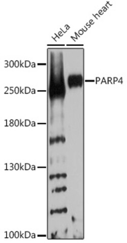 ABclonal Technology&nbsp;PARP4 Rabbit pAb