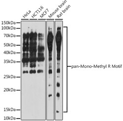 ABclonal Technology&nbsp;pan-Mono-Methyl Arginine Motif Rabbit pAb