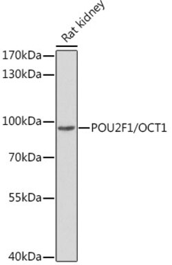 ABclonal Technology&nbsp;POU2F1/OCT1 Rabbit pAb