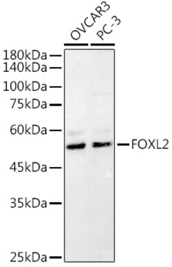 ABclonal Technology&nbsp;FOXL2 Rabbit pAb