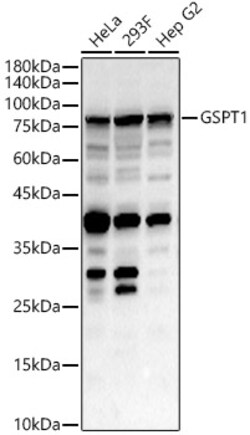 ABclonal Technology&nbsp;GSPT1 Rabbit pAb