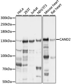 ABclonal Technology&nbsp;CAND2 Rabbit pAb