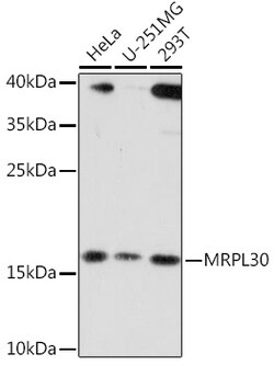 ABclonal Technology&nbsp;MRPL30 Rabbit pAb