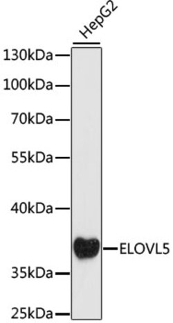 ABclonal Technology&nbsp;ELOVL5 Rabbit pAb