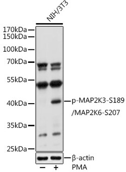 ABclonal Technology Phospho-MAP2K3-S189/MAP2K6-S207 Rabbit pAb