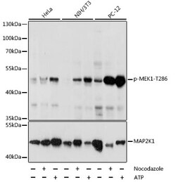 ABclonal Technology&nbsp;Phospho-MEK1-T286 Rabbit pAb