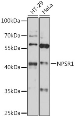 ABclonal Technology&nbsp;NPSR1 Rabbit pAb