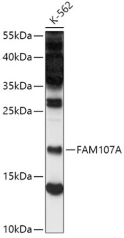 ABclonal Technology&nbsp;FAM107A Rabbit pAb