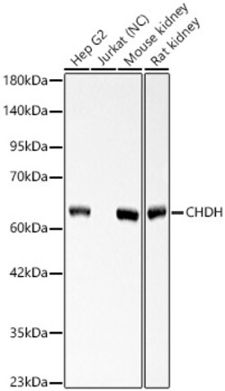 ABclonal Technology&nbsp;CHDH Rabbit pAb