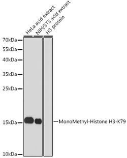 ABclonal Technology&nbsp;MonoMethyl-Histone H3-K79 Rabbit pAb